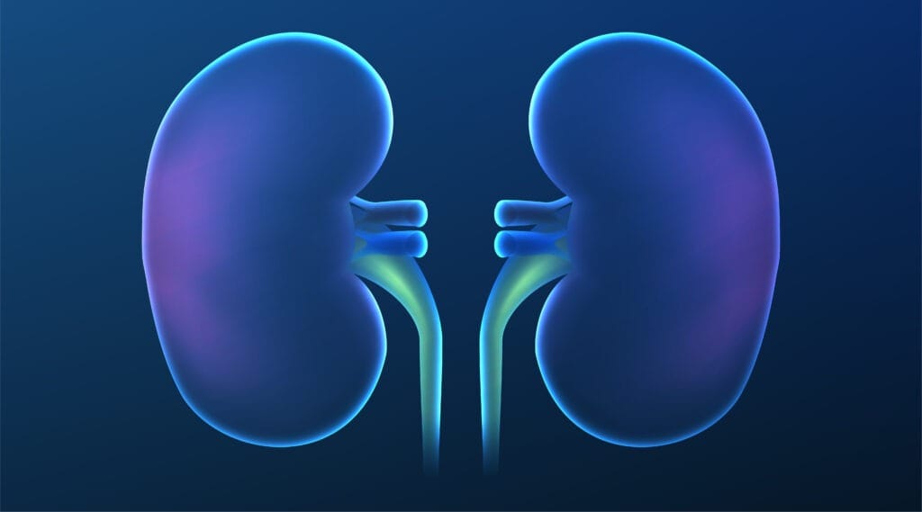 Lauki Health Benefits Improves Kidney Health