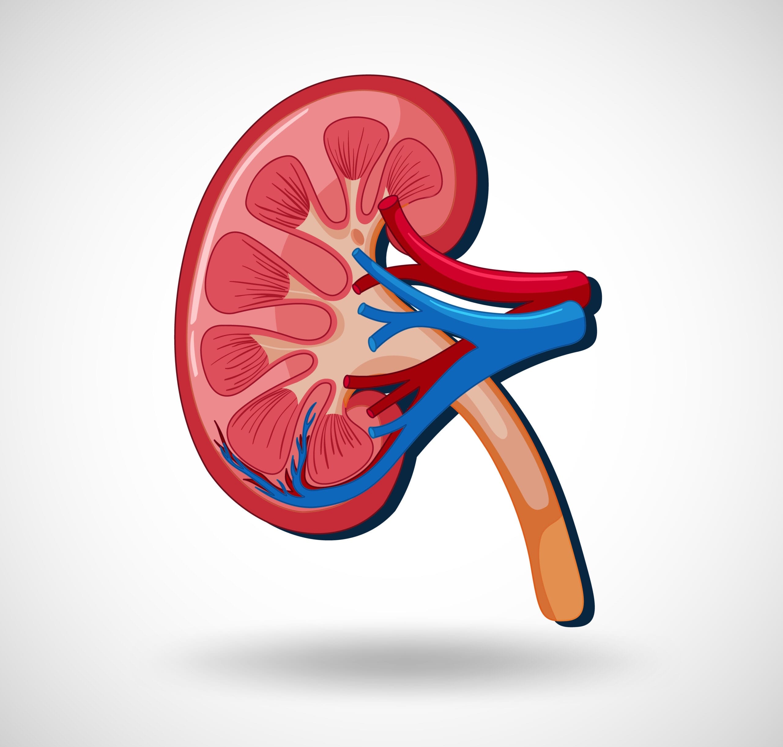 nephrology treatment