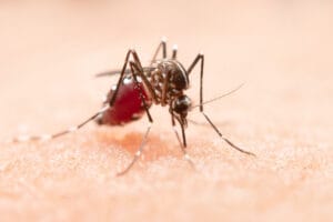 Read more about the article Malaria vs Dengue Symptoms: Differences & Prevention