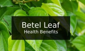 Read more about the article 12 Amazing Betel Leaf Health Benefits You Should Know