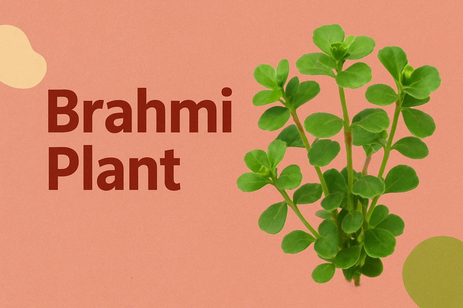 You are currently viewing 11 Powerful Brahmi Plant Benefits for Mind and Body